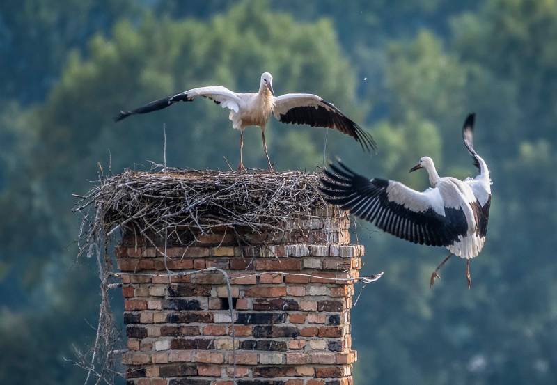 Professional Chimney Animal Removal Services in Tinley Park, Illinois